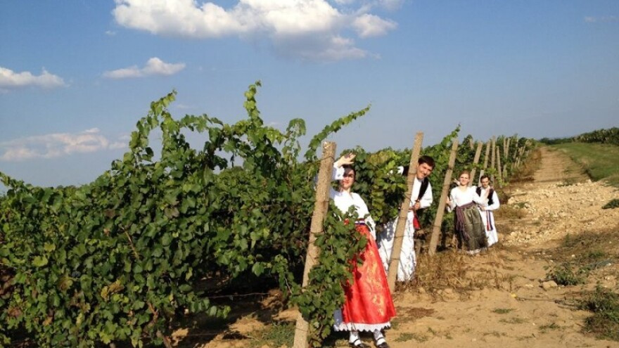 Tradicionalna 49. Iločka berba grožđa