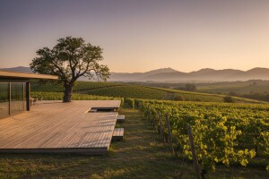 Iločka obitelj Papak ulaže u vinarstvo