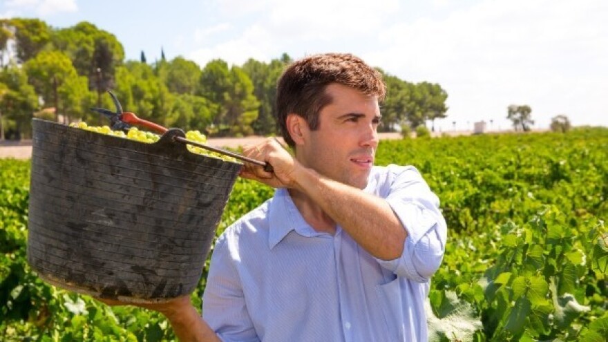 47. Iločka berba grožđa