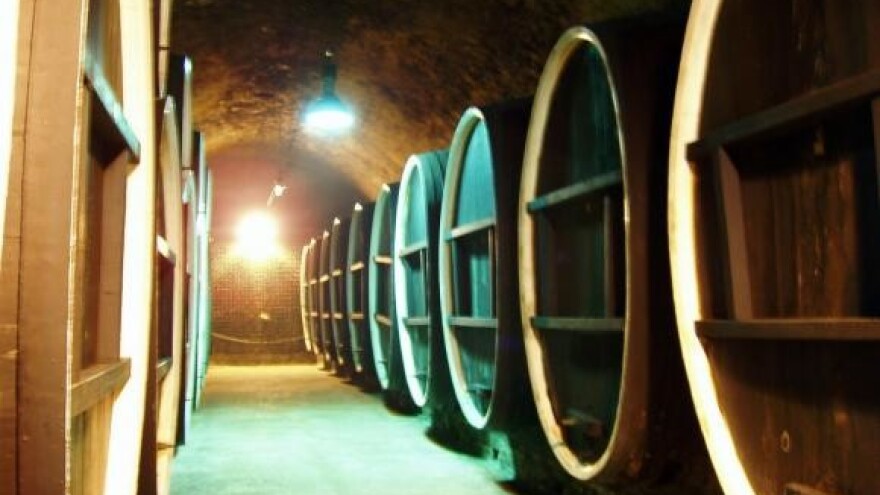 Zlato za iločki traminac