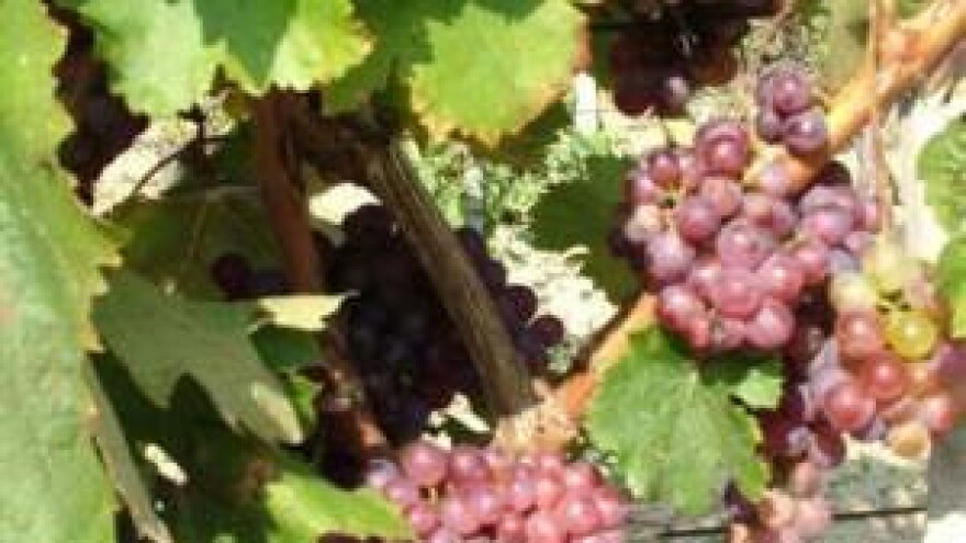 Kvaliteta grožđa unatoč nepogodama zadovoljavajuća, otkup neizvjestan