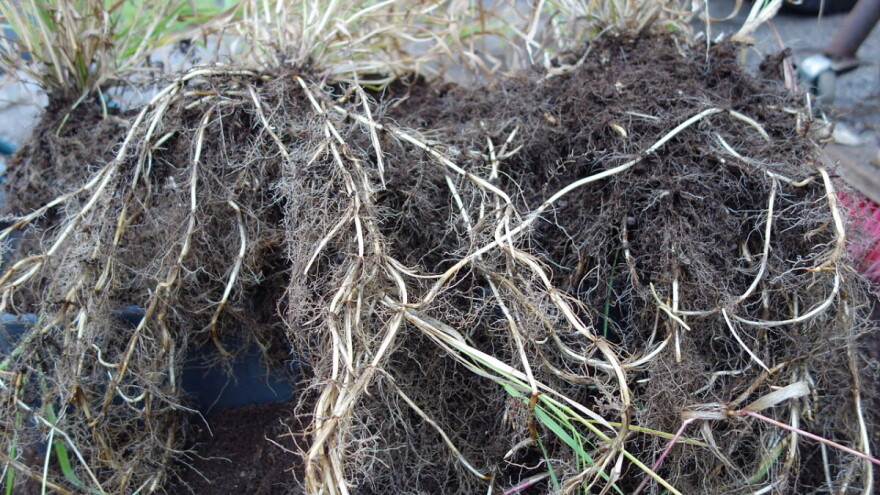 Kako suzbiti piriku: Plijevljenjem, drugim biljem, malčiranjem