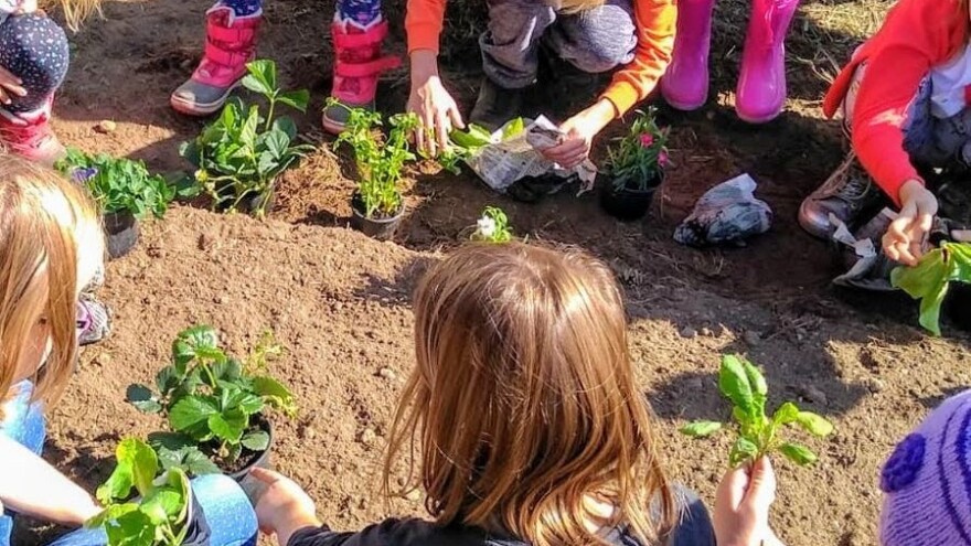 Mali vrt za održivo sutra: 500 učenika uzgajat će voće i povrće na vlastitim gredicama