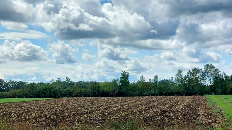 Promenljivo oblačno, toplije za vikend: Ugrožena uljana repica