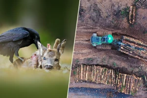 Masovna prenamena zemljišta iz šumskih u poljoprivredna i izlovljavanje krivci za COVID-19?