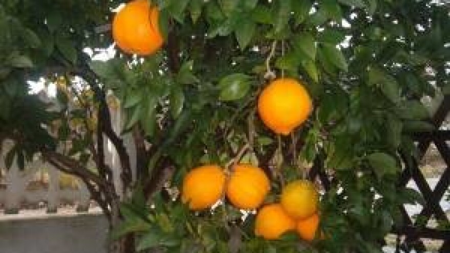 Uzgoj zdrave hrane u vrtovima