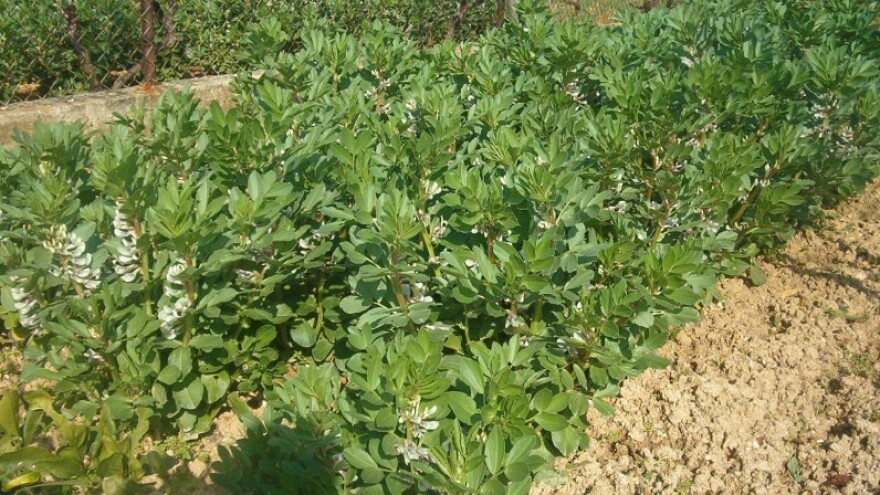 Dah proljeća dodirnuo i dalmatinska polja