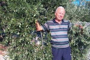 Eko maslinik Vajić Joze iz Trogira