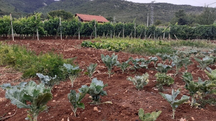 Na zaraslom Imotsko - bekijskom polju