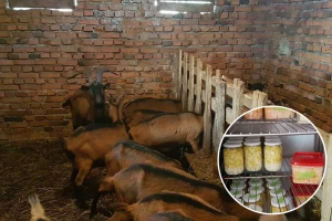 Vojo Pepić, povratnik iz inostranstva veliku šansu vidi u kozjim proizvodima