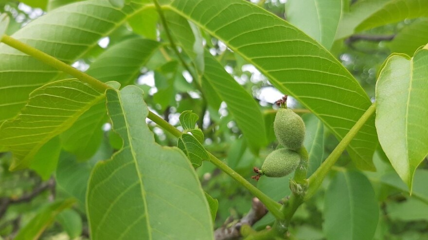 Male površine pod orahom, ali moguć izvoz?
