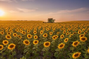 Imaćemo dovoljno ulja i šećera i za izvoz