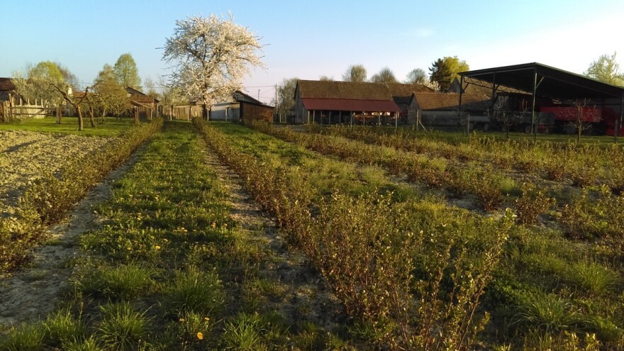 Aronija zdrava, ali slabo isplativa za uzgoj