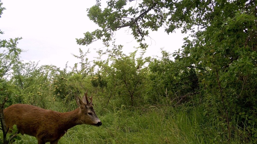 Uključite se u projekt MammalNet - praćenje divljih životinja putem aplikacije