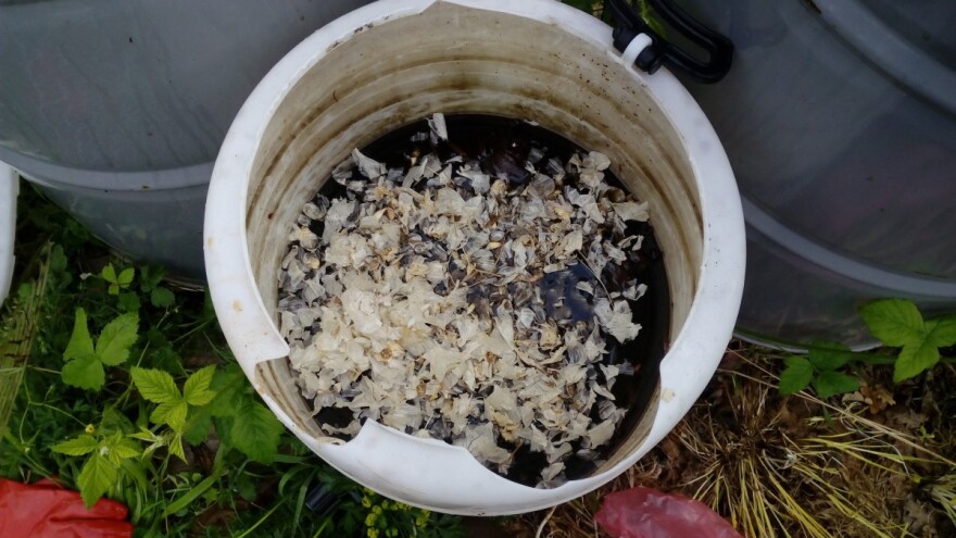 Bijeli luk je "noćna mora" za štetočine i bolesti - kako se koristi?