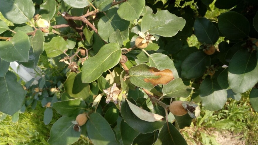 Kiša pogoduje širenju erwinie dunja, krajnje je vrijeme za zaštitu
