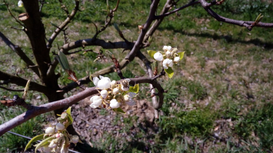 Probudila se rutava buba – kako je se riješiti?