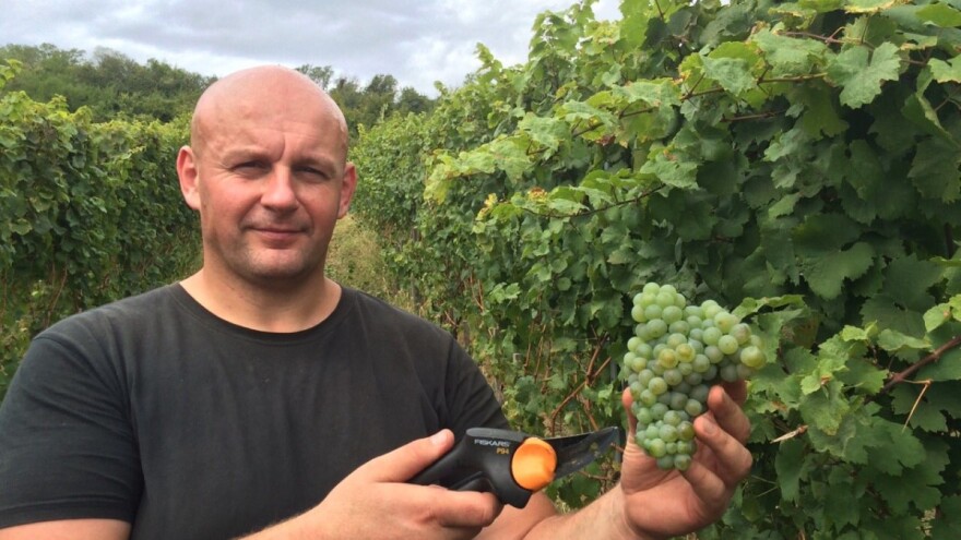 Nemanja Opalić: Zrelost grožđa određuje se iskustvom, nije sve kako piše u knjizi