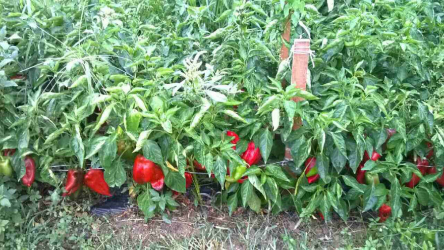 Uticaj ekstremno visokih temperatura na bilje