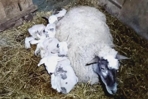 Ne događa se svaki dan - ovca Garava ojanjila četvorke!