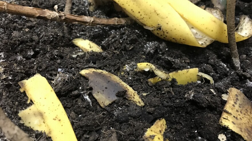 Kako sa korom banane prihranjivati biljke?