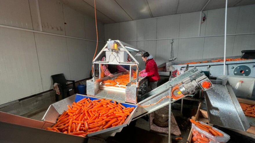 Gde skladištiti šargarepu i celer, a da nije hladnjača?