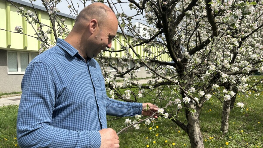 Lavić pojasnio: Šta nikako ne raditi u voćnjaku u vrijeme cvatnje?
