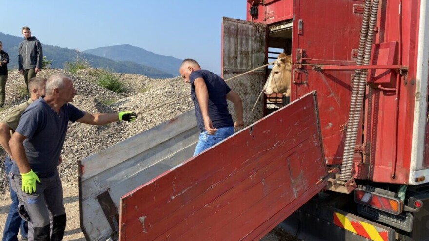 Stigle junice u Jajce: Radost za 20 domaćinstava