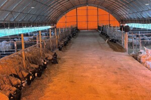 U 'plasteniku', ali za ovce: Kako je Edhem za dvije godine razvio perspektivno stado?