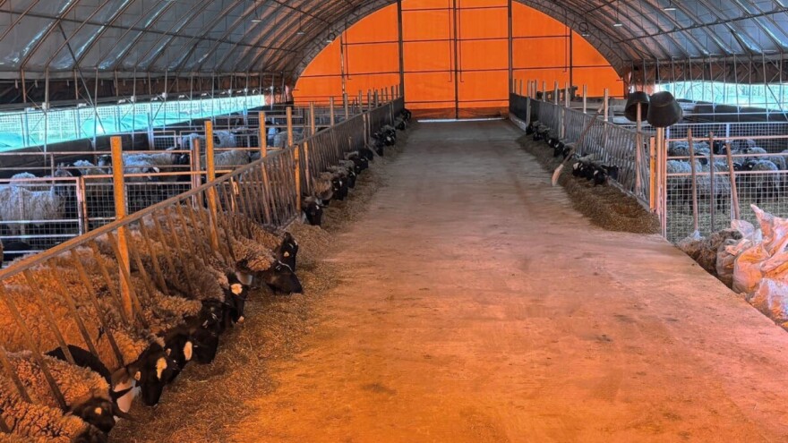 U 'plasteniku', ali za ovce: Kako je Edhem za dvije godine razvio perspektivno stado?