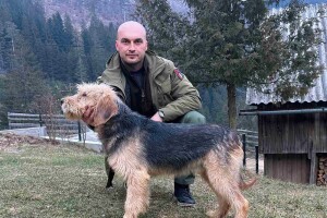 Bosanski oštrodlaki gonič barak - lovni pas koji dobro čuva svoju teritoriju