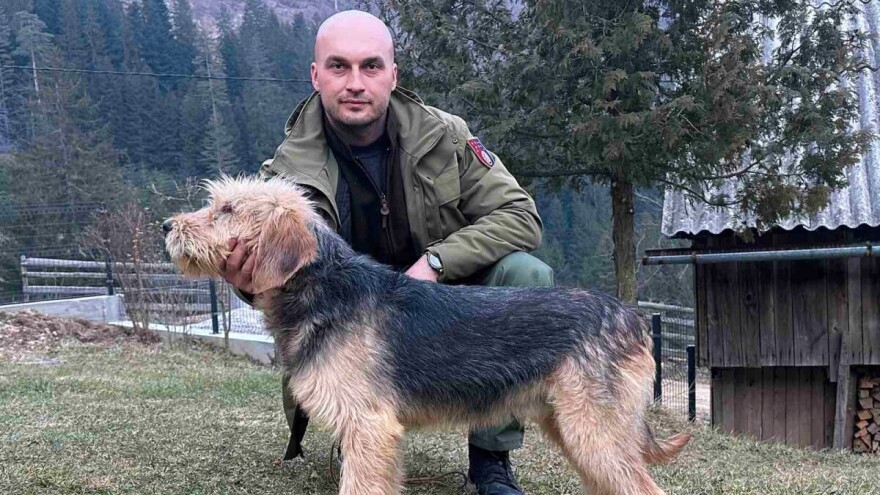 Bosanski oštrodlaki gonič barak - lovni pas koji dobro čuva svoju teritoriju