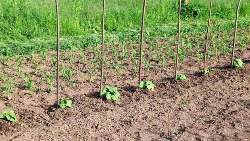 Kasna sjetva povrća: Koje sorte birati?