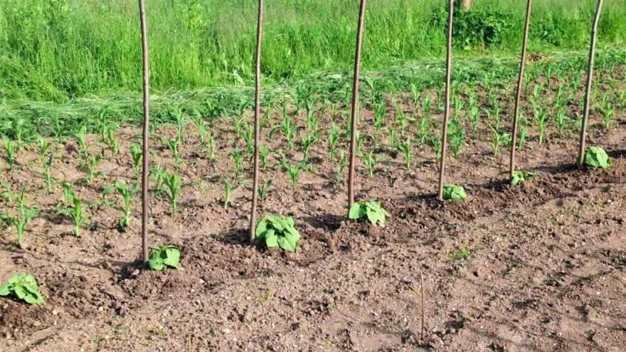 Kasna sjetva povrća: Koje sorte birati?