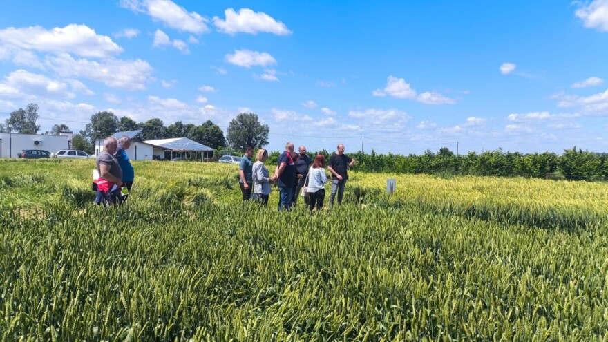 Od Garavuše do Hurem: Domaće sorte pšenice najbolje uspijevaju