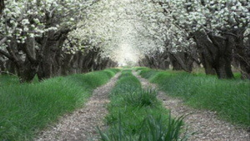 IPARD sredstva za navodnjavanje voćnjaka