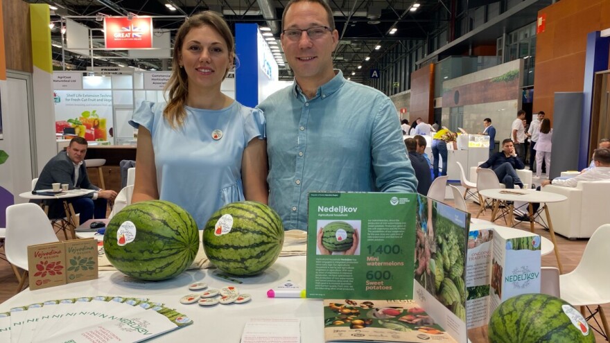 Proizvodnja mini lubenica: "Slatka, mala iz Kaća" putuje u Dubai