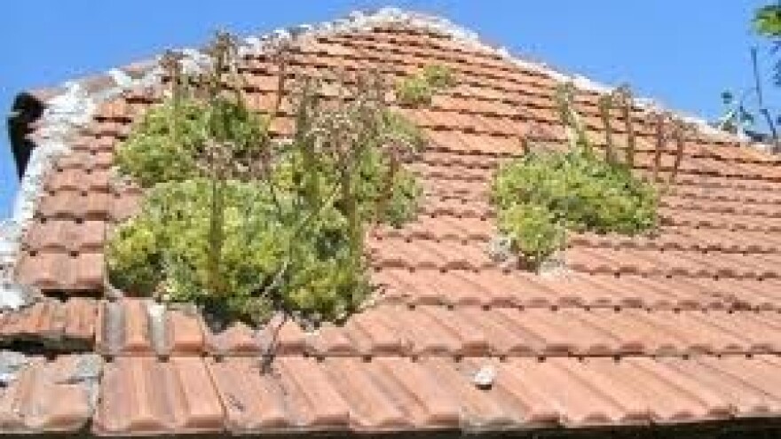 Bolje čuvarkuća na kući nego dva psa pred njom