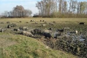 Svinje najpodložnije temperaturnom stresu!