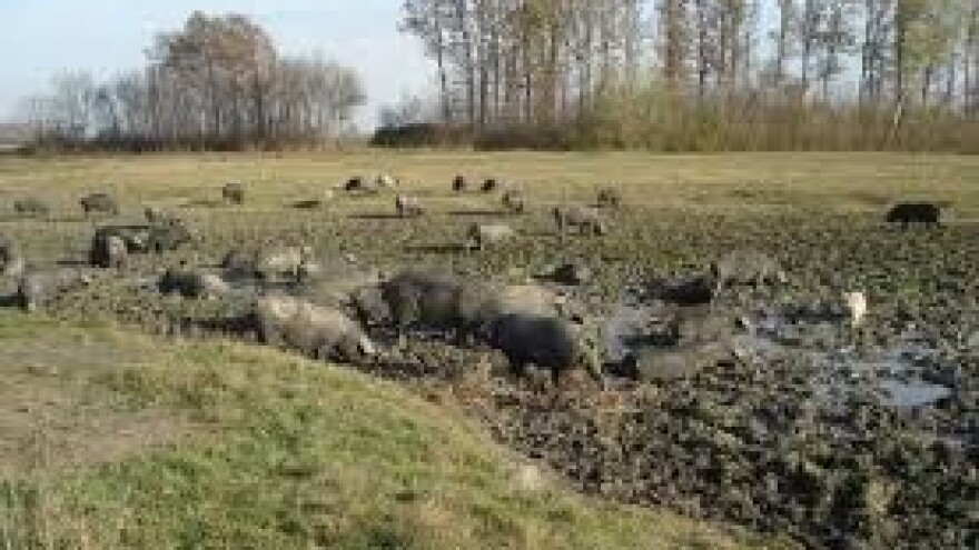 Svinje najpodložnije temperaturnom stresu!