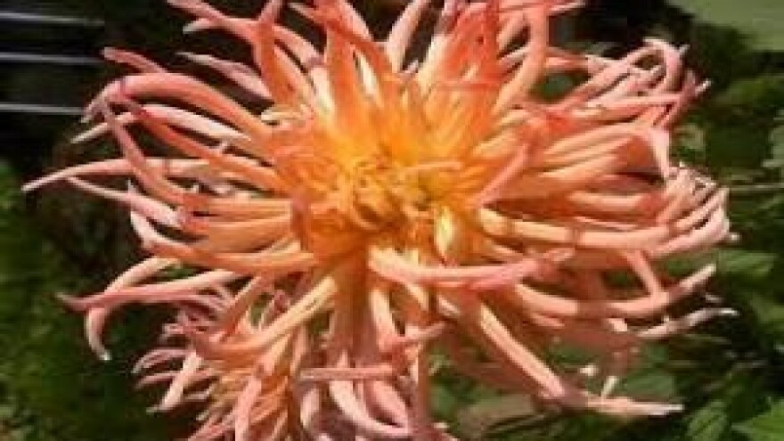 Mjere u zaštiti krizantema