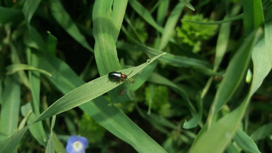 Žitna pijavica može da umanji prinos i do 30 posto