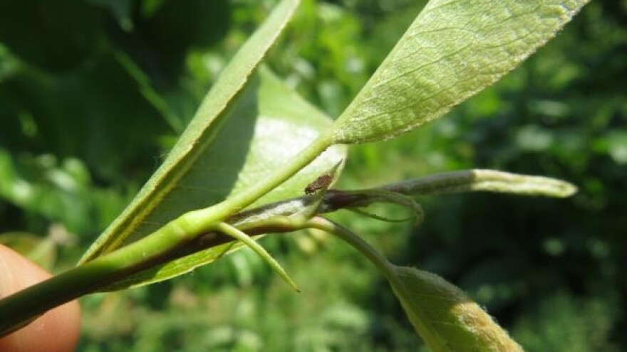 Kruškina buha: Pet generacija godišnje, hemijska zaštita otežana