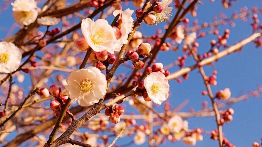 Imaga šljivine ose javljaju se krajem marta - suzbite ih na vrijeme