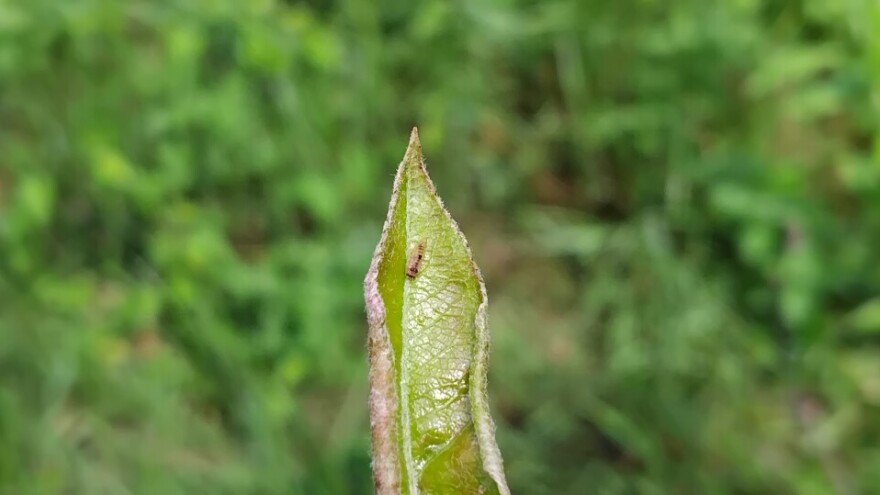 Zabrana preparata zabrinula voćare: Čime će štititi kruške?