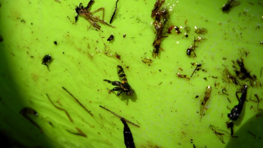 Trešnjina muva ugrožava srednjestasne sorte