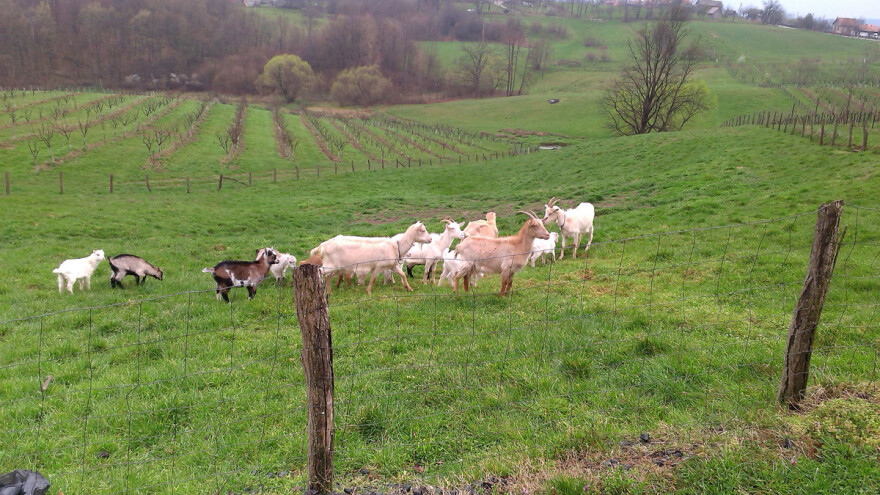 LAG Petrova Gora: S više manjih projekata želimo i moramo zadržati više obitelji na selu