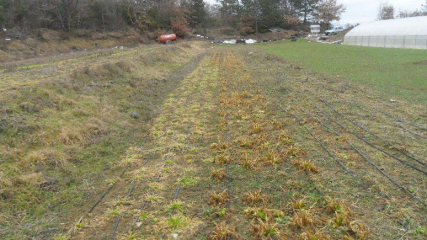 I dalje nemoćni pred divljim životinjama