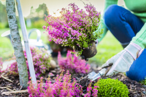 Vrijesak: Calluna, Erica i Daboecia vole kiselo tlo, a cvatu u različito vrijeme