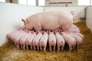 Imate problem sa ujednačenosti legla prasadi?